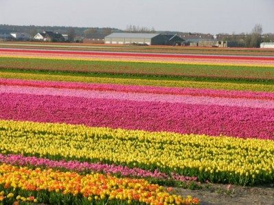 tulip-field