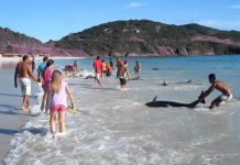 Γιατί τα δελφίνια βγαίνουν στη στεριά. Βίντεο με την κινητοποίηση λουομένων που έσωσαν 30 δελφίνια τα οποία «ξεβράστηκαν» σε πολυσύχναστη παραλία. Ποιος είναι ο μεγαλύτερος εχθρός τους