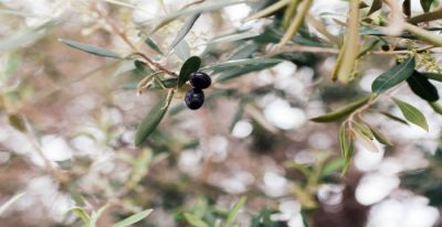 Το όνομα του δέντρου οφείλεται στην Όρσα, μια κοπέλα που έζησε τον 17ο αιώνα