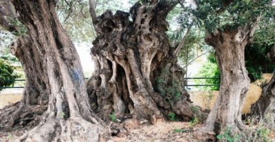 Η συνολική περίμετρος του δέντρου είναι δώδεκα μέτρα και ο κεντρικός κορμός είναι 5,70 μέτρα