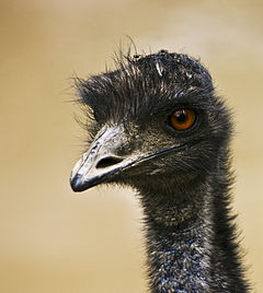 emu