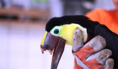 toucans-beak-600x350