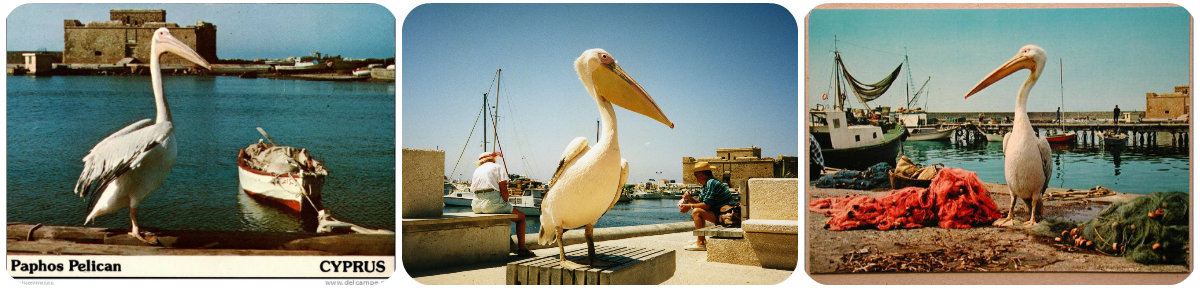 kokos-pelekanos-paphos