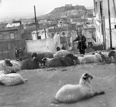 Ο τσοπάνης με τα πρόβατά του στο Κολωνάκι. Η λήψη έγινε στην οδό Πινδάρου. Επειδή η φωτογραφία είναι της δεκαετίας του ΄20, υποθέτουμε, ότι κάποιοι φρόντισαν να βρουν παράθυρο στην απαγόρευση και να επιβιώσουν με τα πρόβατα τους στο κέντρο λίγες δεκαετίες ακόμη. Στο σημείο αυτό σήμερα υπάρχουν σκαλιά.