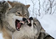 Πως δημιουργήθηκε ο Λύκος σύμφωνα με την μυθολογία. Είναι η μεταμόρφωση του βασιλιά της Αρκαδίας, που τάισε το Δία με ανθρώπινα μέλη και ο Θεός τον τιμώρησε