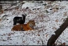 Ο τράγος και ο Σιβηριανός τίγρης. Τους έβαλαν μαζί στο ίδιο στο κλουβί αλλά έγιναν φίλοι. Η συγκινητική ιστορία μιας απροσδόκητης φιλίας (βίντεο)