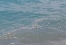 Αποκρουστική εικόνα στην Πάφο: Γέμισε με περιττώματα από τα σκάφη η θάλασσα. Οι συνεχείς καταγγελίες (βίντεο)